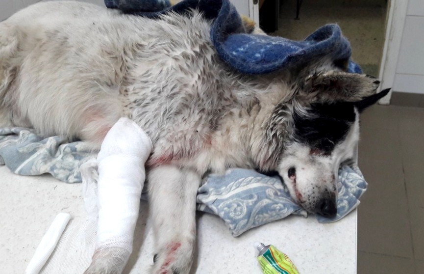 Пострадавшей в ДТП собаке помощь оказала девушка-очевидец