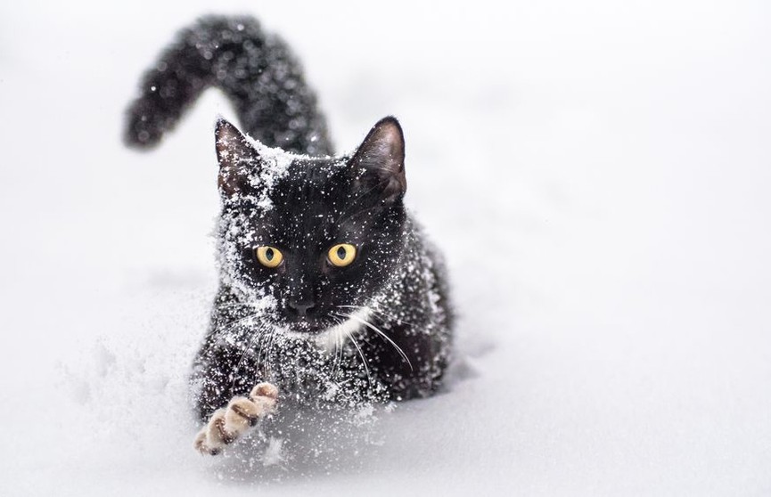 Кот впервые в жизни увидел снег – его реакция рассмешила Сеть до слез