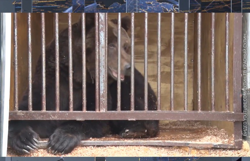 Могут запретить передвижные зоопарки. Какие еще законы по защите животных готовят в Беларуси?