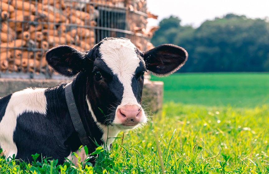 В Беларуси выводят уникальную породу коров – молоко будет без аллергенных последствий