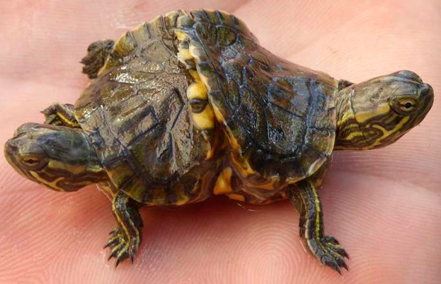 Фотофакт: двухголовую черепаху нашли на Кубе