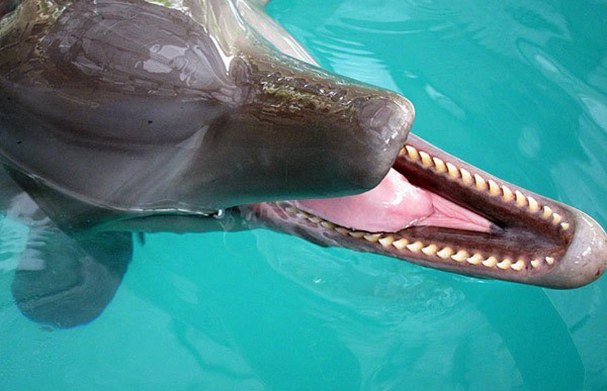Дельфинам на Бали вырывают зубы, чтоб они не кусали туристов