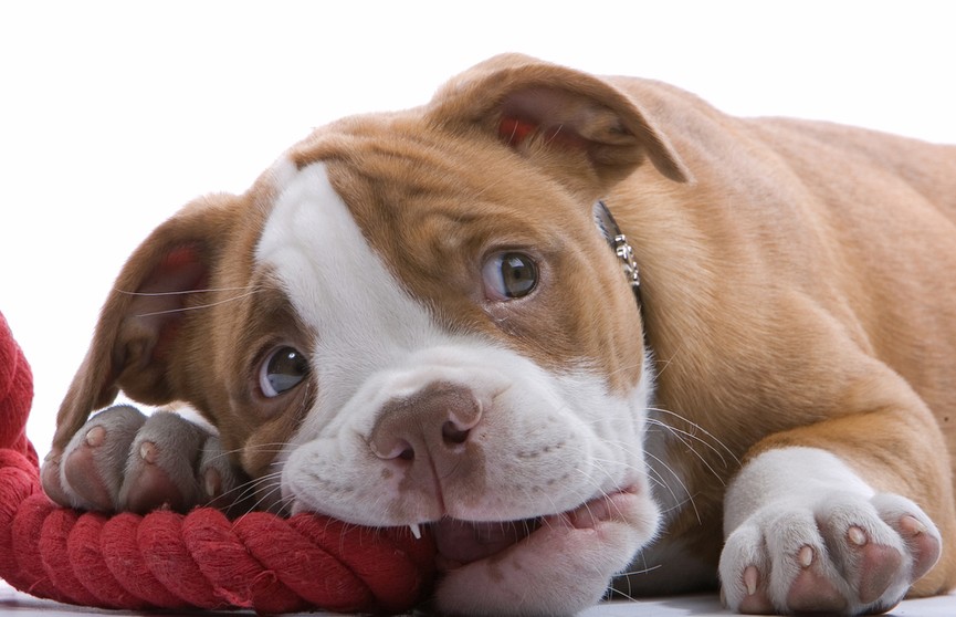 Хозяин запретил щенку кусать подушку, но малыш отомстил. Посмотрите, что он сделал – такого никто не ожидал! (ВИДЕО)