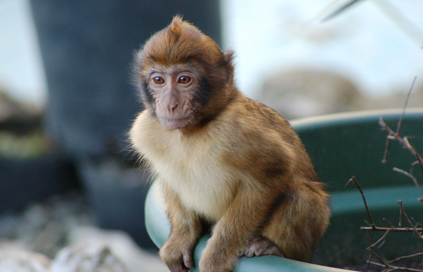 Неожиданный сосед: россиянин обнаружил на своем балконе обезьяну (ВИДЕО)