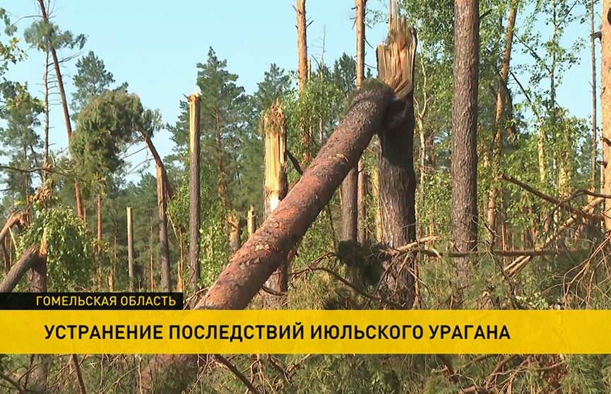 Электроснабжение в Гомельской области после урагана полностью восстановлено