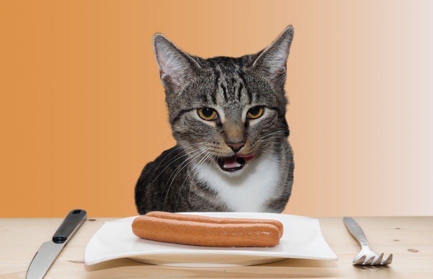 Кот хотел украсть колбасу со стола, но что-то пошло не так. Посмотрите, 100% будете смеяться! (ВИДЕО)