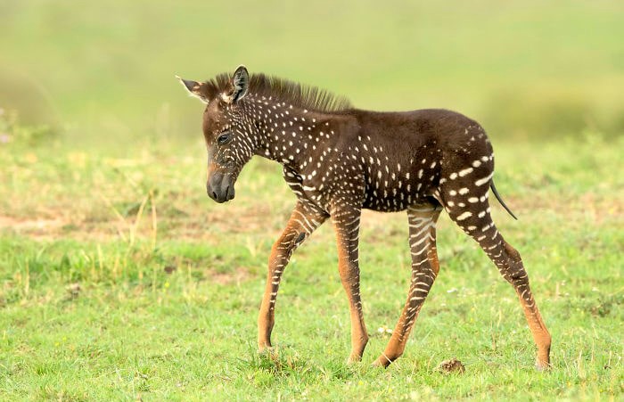 Когда даже животные знают о модных трендах: в Кении нашли детёныша зебры со шкурой в горошек