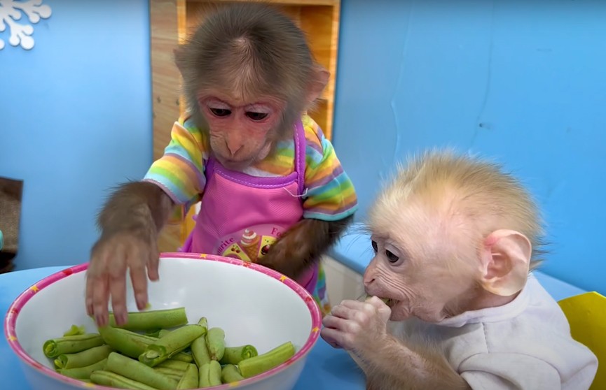Две обезьянки привели в восторг пользователей Сети