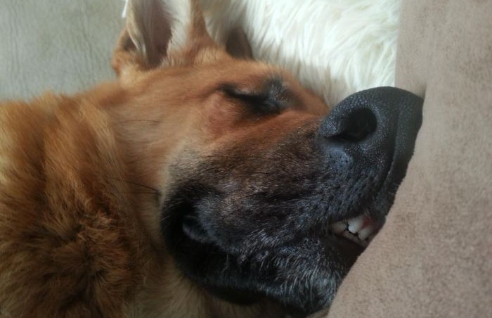 Неудобных поз для сна не бывает: доказано собаками (ФОТОПОДБОРКА)