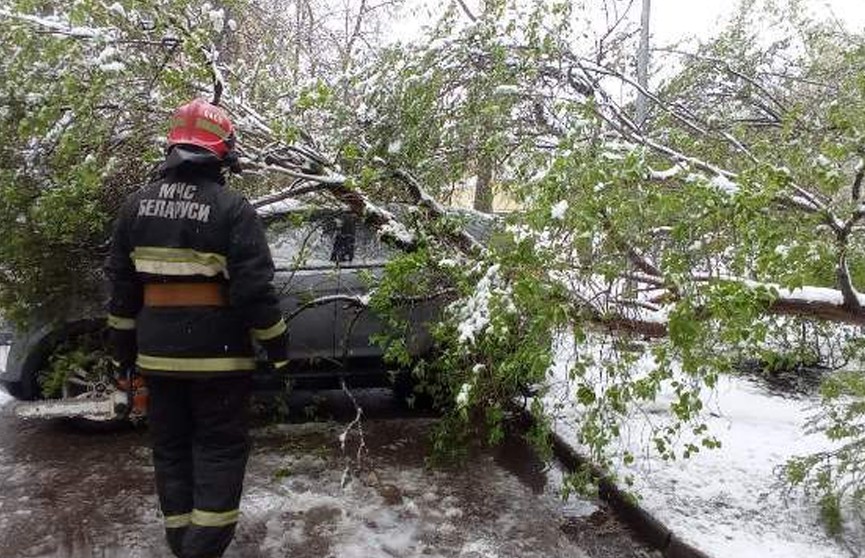 Упавшие деревья в Витебске повредили 8 автомобилей