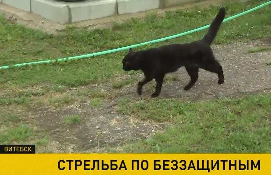 В Витебске неизвестные стреляют по котам из пневматического оружия