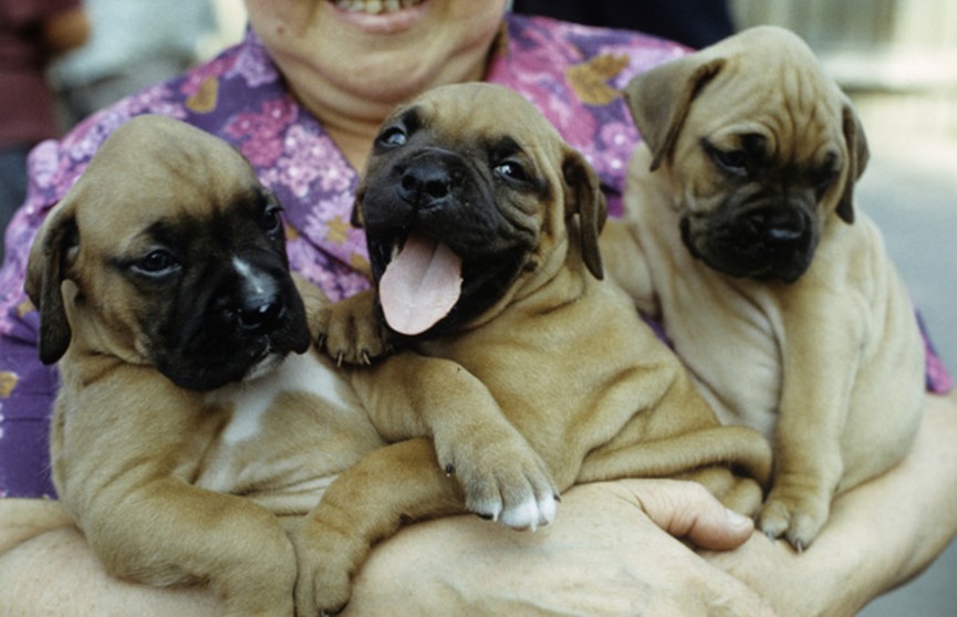 Невероятно! Собака родила 20 щенков