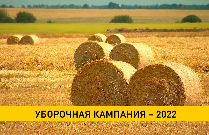 Уборочная-2022: средняя урожайность в Беларуси в этом году составляет более 50 центнеров зерна с гектара