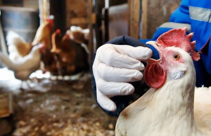 В Польше нашли вирус птичьего гриппа. Он передается человеку