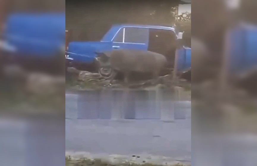 Ехавшая в салоне автомобиля свинья укусила водителя и спровоцировала ДТП в Воронежской области