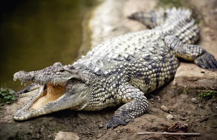 Крокодил убил верующую на пути в церковь