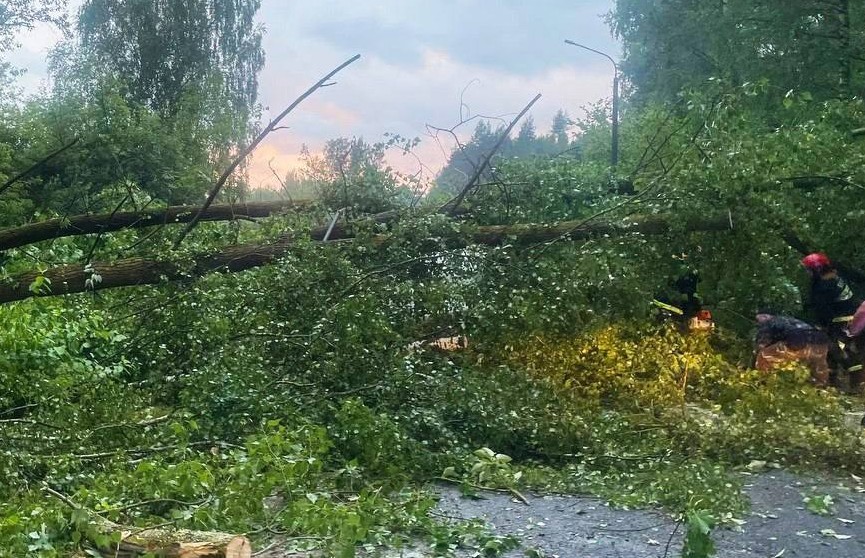 МЧС: девушка погибла после падения деревьев в Минском районе
