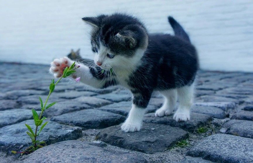 Кошка привыкла ходить в цветочный горшок, но хозяйка придумала гениальную идею. Посмотрите, вам может пригодиться! (ВИДЕО)