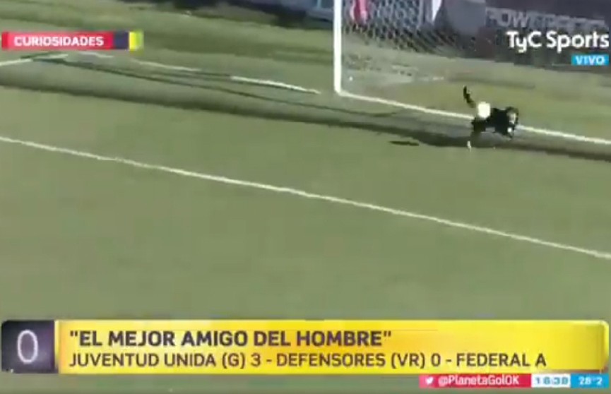 Собака выбежала на поле и выбила мяч с линии ворот во время футбольного матча в Аргентине (ВИДЕО)