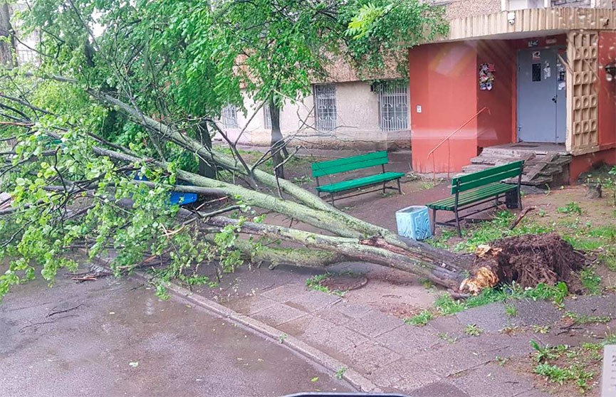 В Минске ветер повалил деревья на проезжую часть