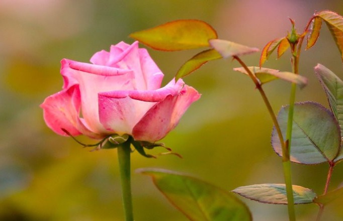 Ботанический сад приглашает полюбоваться цветущими розами
