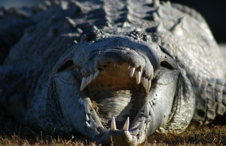 Крокодил утащил мужчину на глазах у его отца