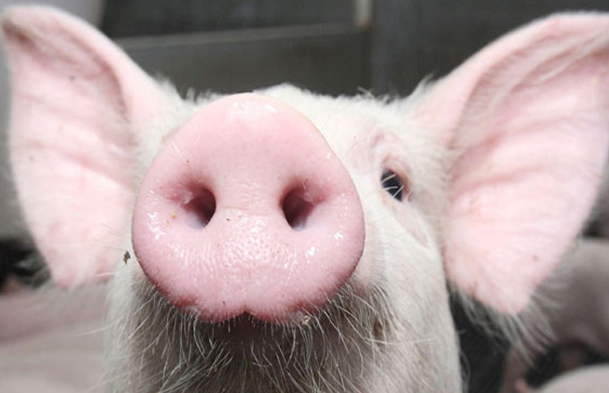 В Латвии – вспышка африканской чумы свиней