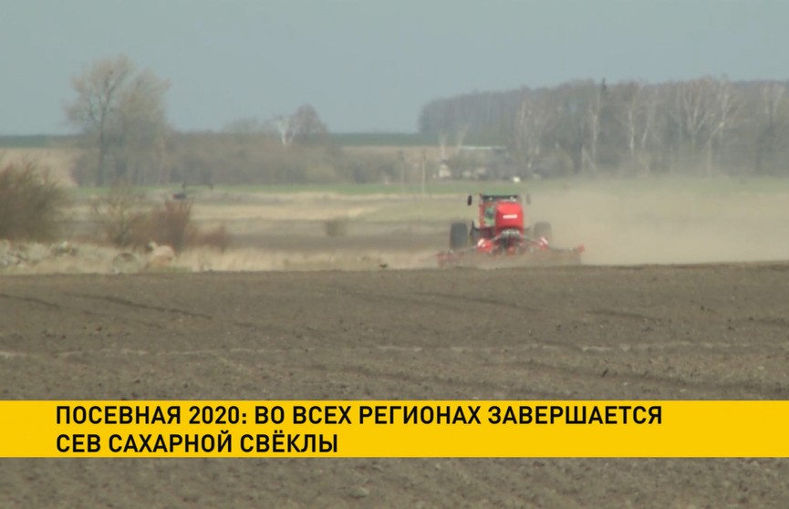 Посевная-2020: сев сахарной свёклы завершается во всех регионах