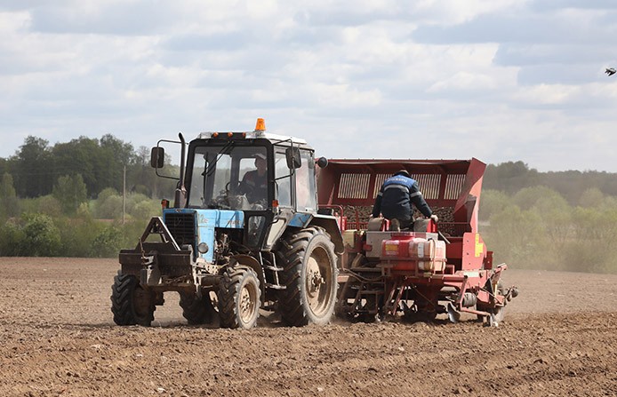 Белорусские аграрии высадили 81,3% картофеля из запланированных площадей