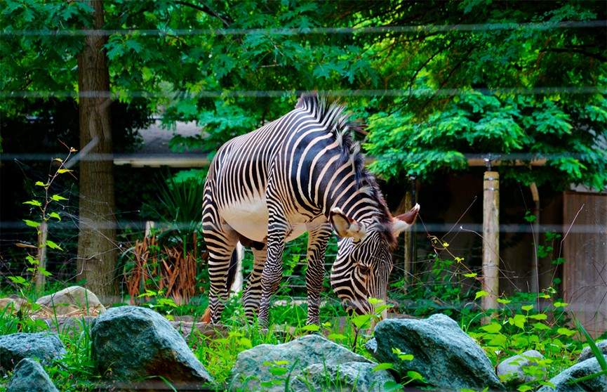 Zoo jeno. Зоопарк. Обитатели зоосада. Красивый зоопарк. Красивые животные в зоопарке.