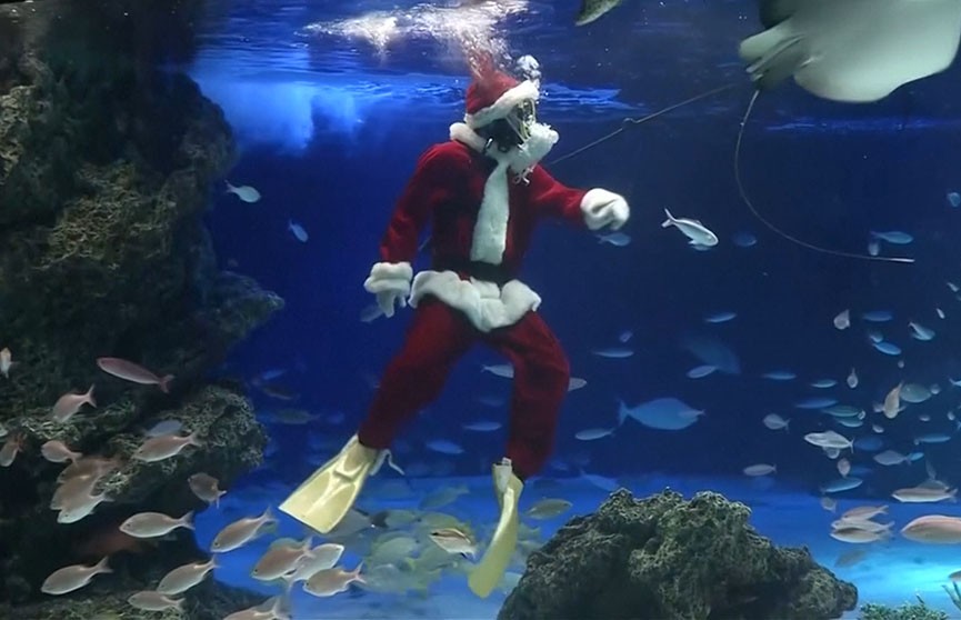 Санта-Клаус поздравил мурен  и скатов в аквариуме Токио