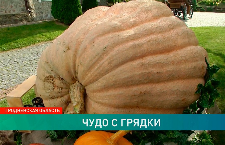 Фермер под Гродно вырастил гигантскую тыкву весом 450 кг