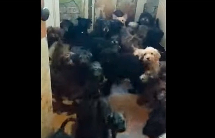 В квартире жительницы Тольятти обнаружили 120 собак
