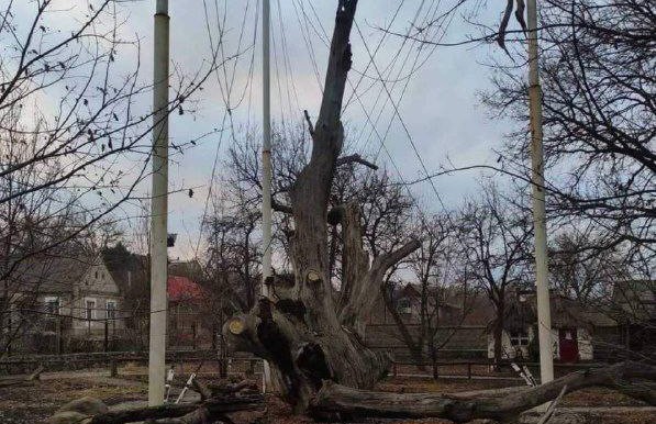 В Запорожье упал 700-летний дуб – главное историческое дерево Украины