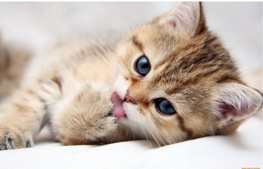 8 августа отмечается Всемирный день кошек