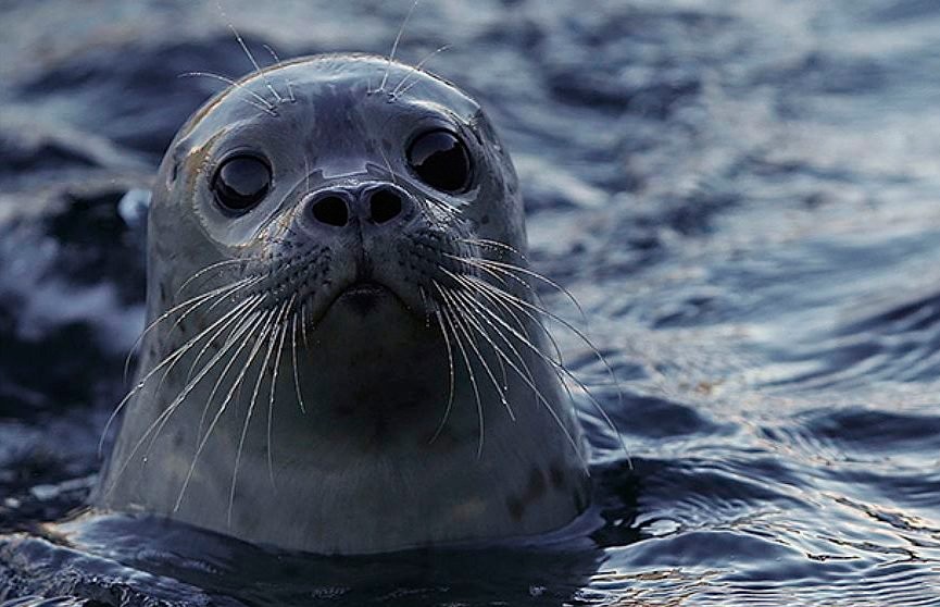 Дружелюбный тюлень пытался поплавать на байдарке (ВИДЕО)