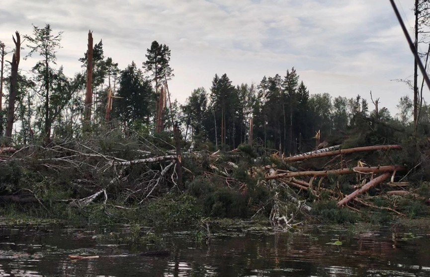 В Витебской области ураган смял порядка 30 гектаров леса