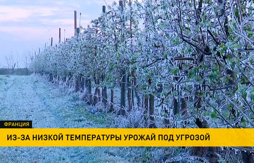 Во Франции из-за апрельских морозов под угрозой оказался урожай фруктов и сырья для виноделия