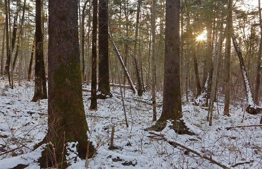 Останки пропавшего 10 лет назад мужчины нашли в лесу под Лидой