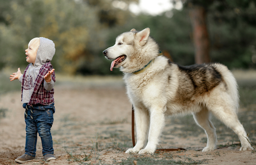 Ребёнок и собака повыли вдвоем: необычный дуэт, который заставит вас улыбнуться (ВИДЕО)