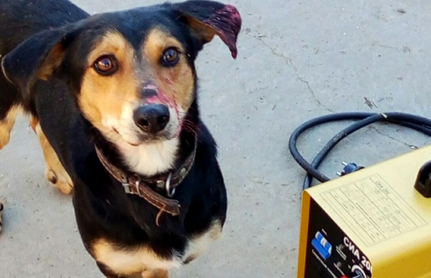 Cубботник для животных: волонтёры отремонтировали и утеплили вольеры в приюте для собак