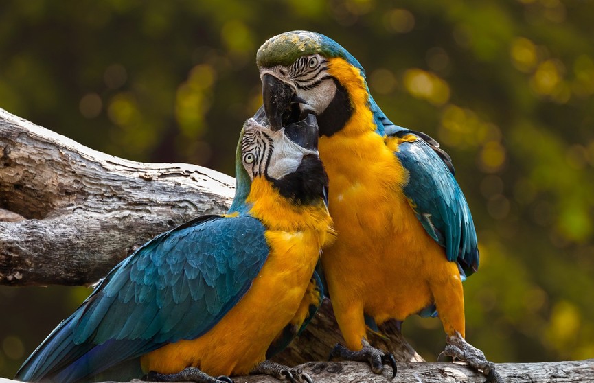 Голландская компания до смерти напугала попугаев и получила за это штраф