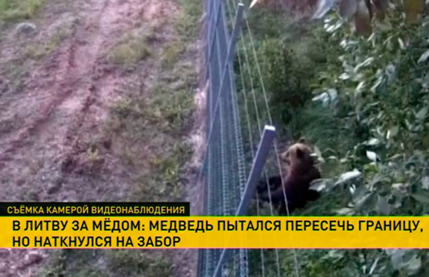 Медведь пытался пересечь белорусско-литовскую границу, но наткнулся на забор