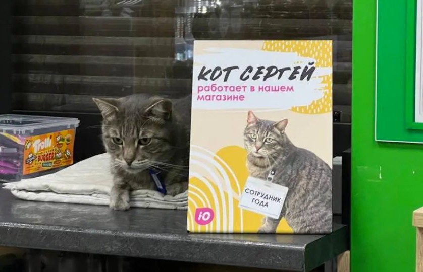 Уволенному из магазина коту Сергею назвали условие возвращения на работу