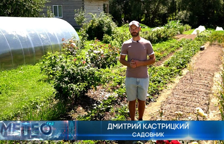 Как ухаживать за клубникой после сбора урожая, рассказал садовник Кастрицкий