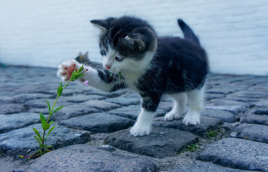 12 зверушек, которые точно согреют ваше сердечко в холодную пору (ФОТО)