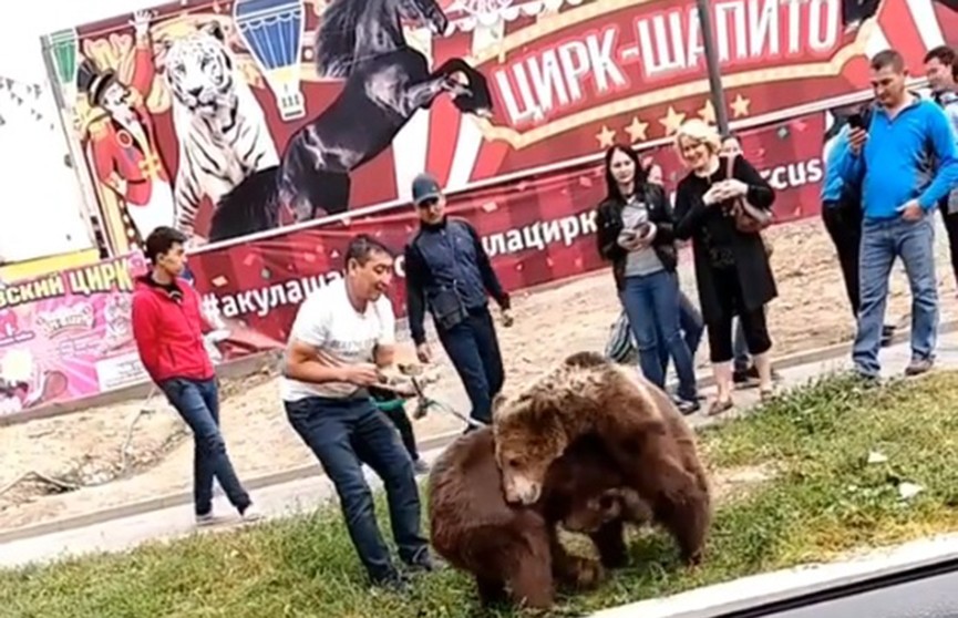 В Алматы два медвежонка подрались прямо на тротуаре (ВИДЕО)
