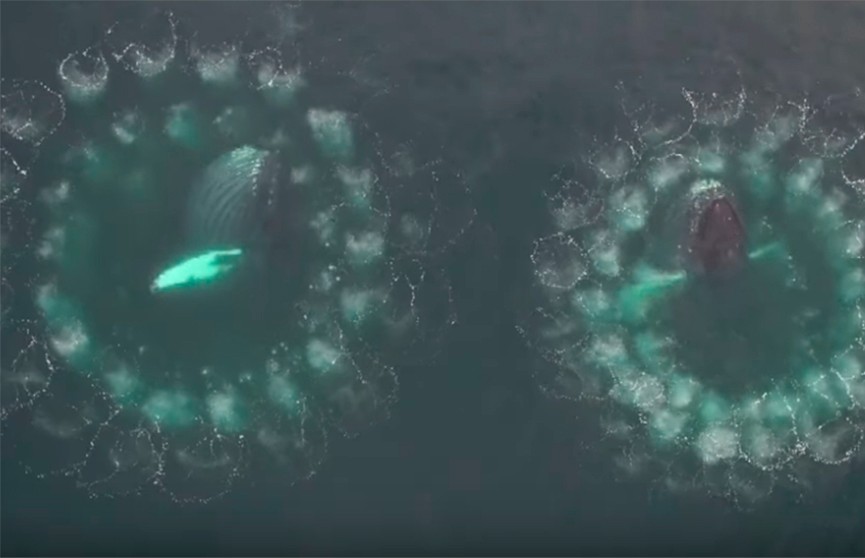 Завораживающее видео: киты с помощью пузырьков добывают себе пищу