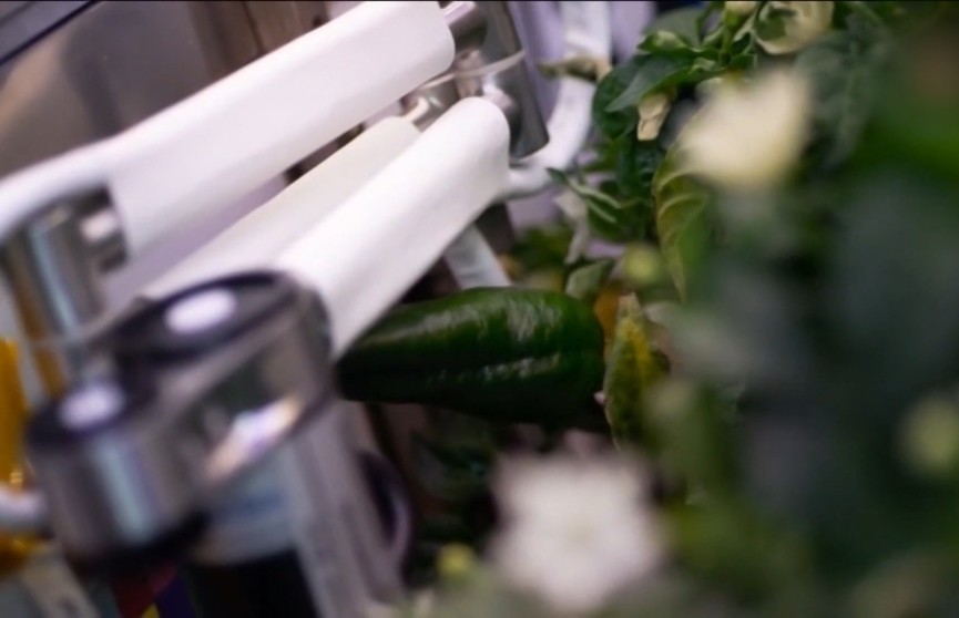На МКС ученые впервые вырастили овощ