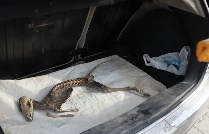 Скелет неведомого животного нашли в Турции – ученые будут его исследовать